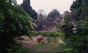 foto del rinoceronte nero lucia